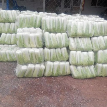 北京三号大白菜大量供应，价格低质量好