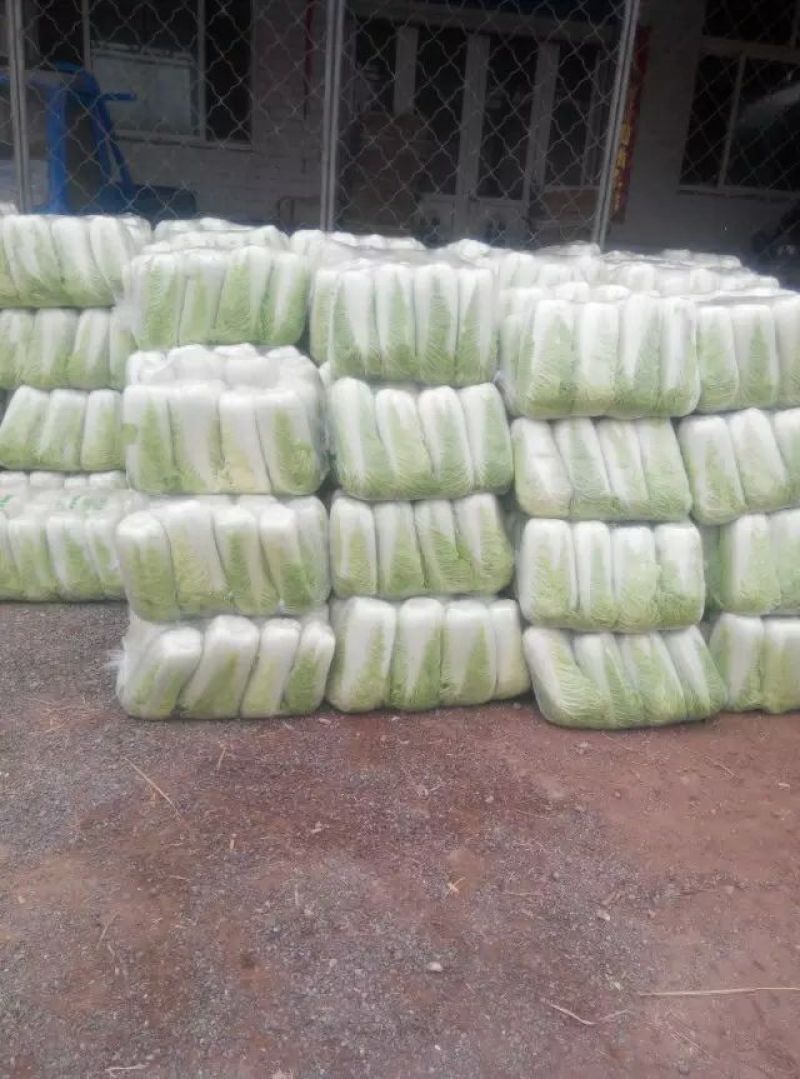 北京三号大白菜大量供应，价格低质量好