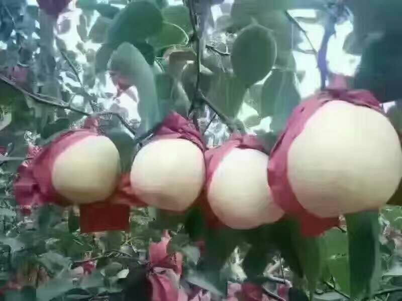 酥梨纸箱