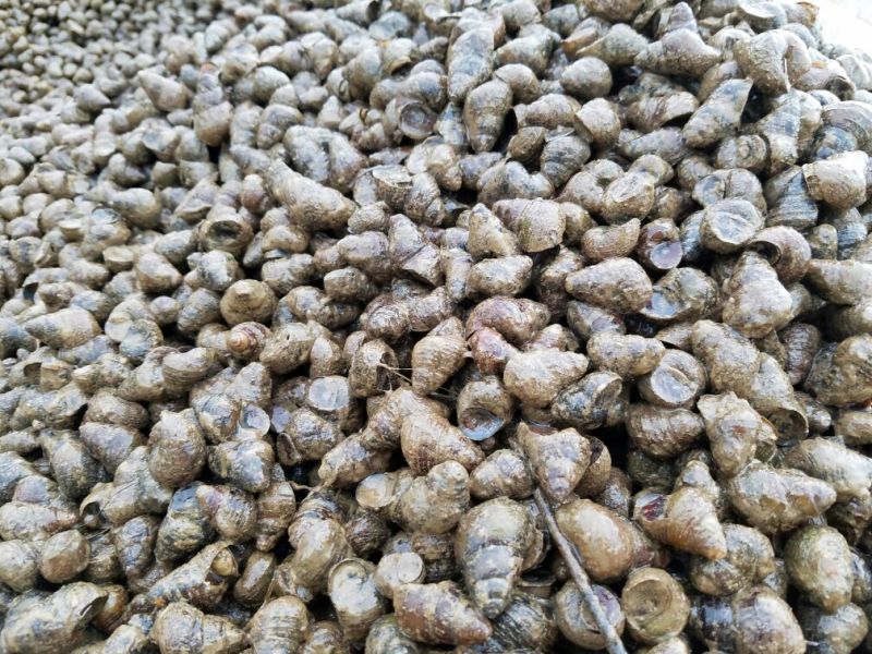 河鲤鱼食用3公斤以上