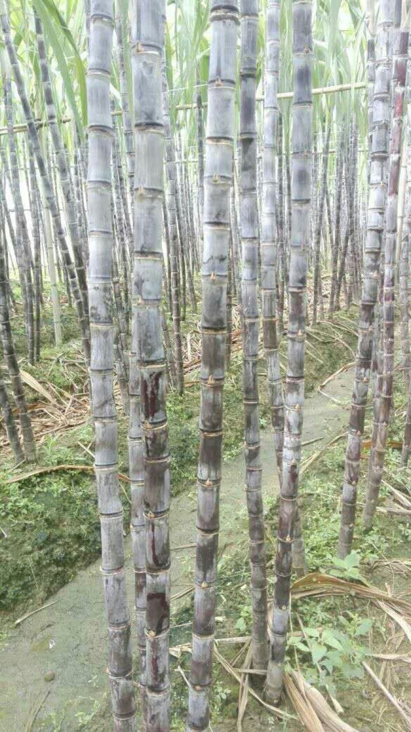 广西博白特产大量现货甘蔗果蔗5~6cm2~2.5米