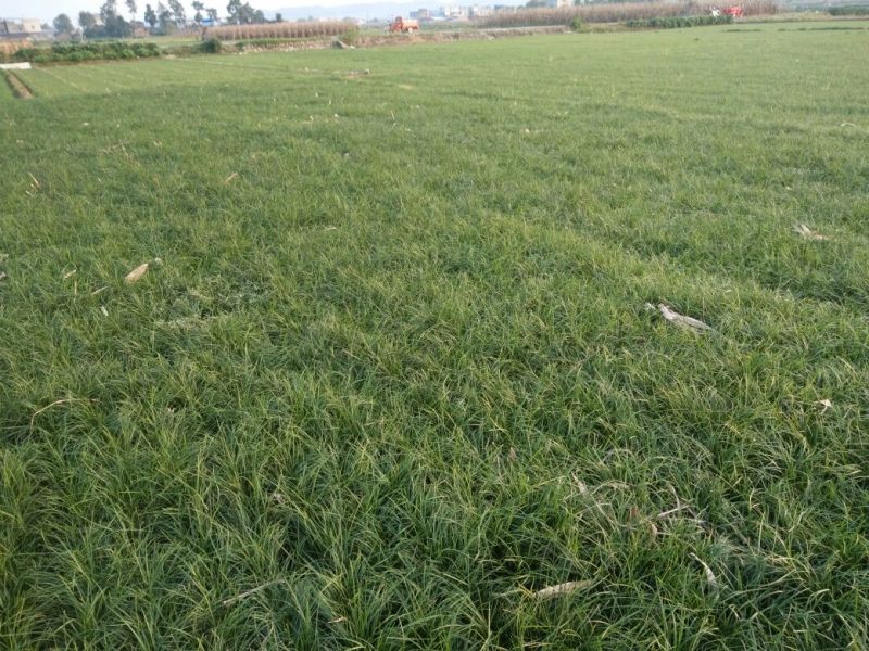 小叶麦冬苗四川绵阳产地直发绿化草坪质量保证