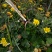 野菊花统货