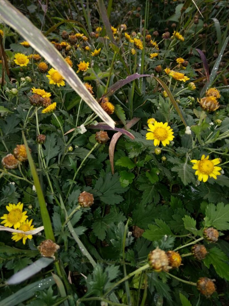 野菊花统货