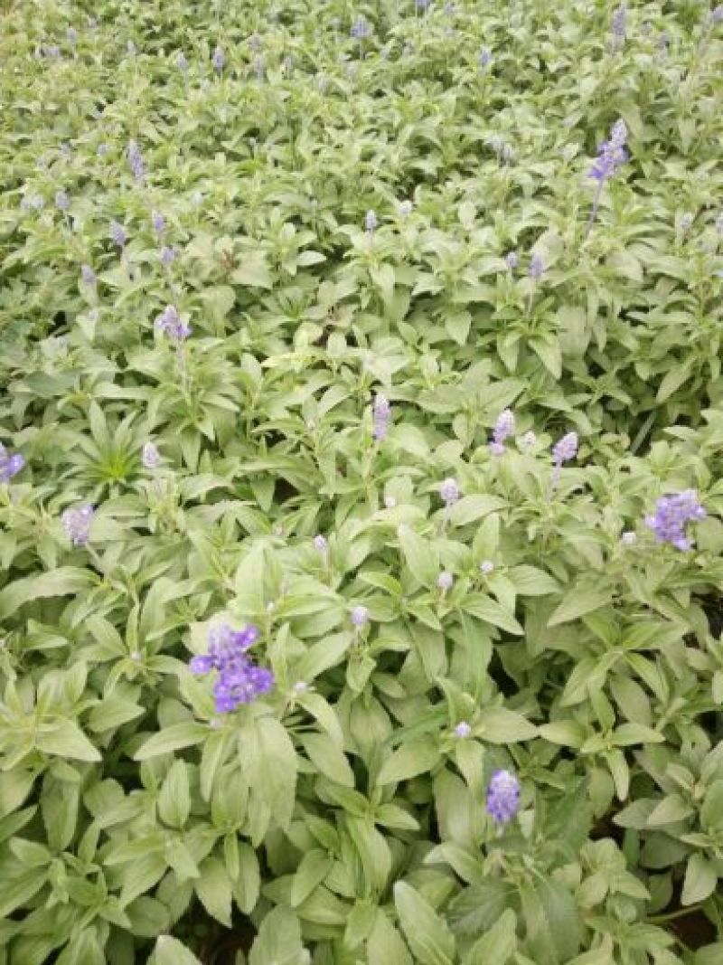 荷兰菊