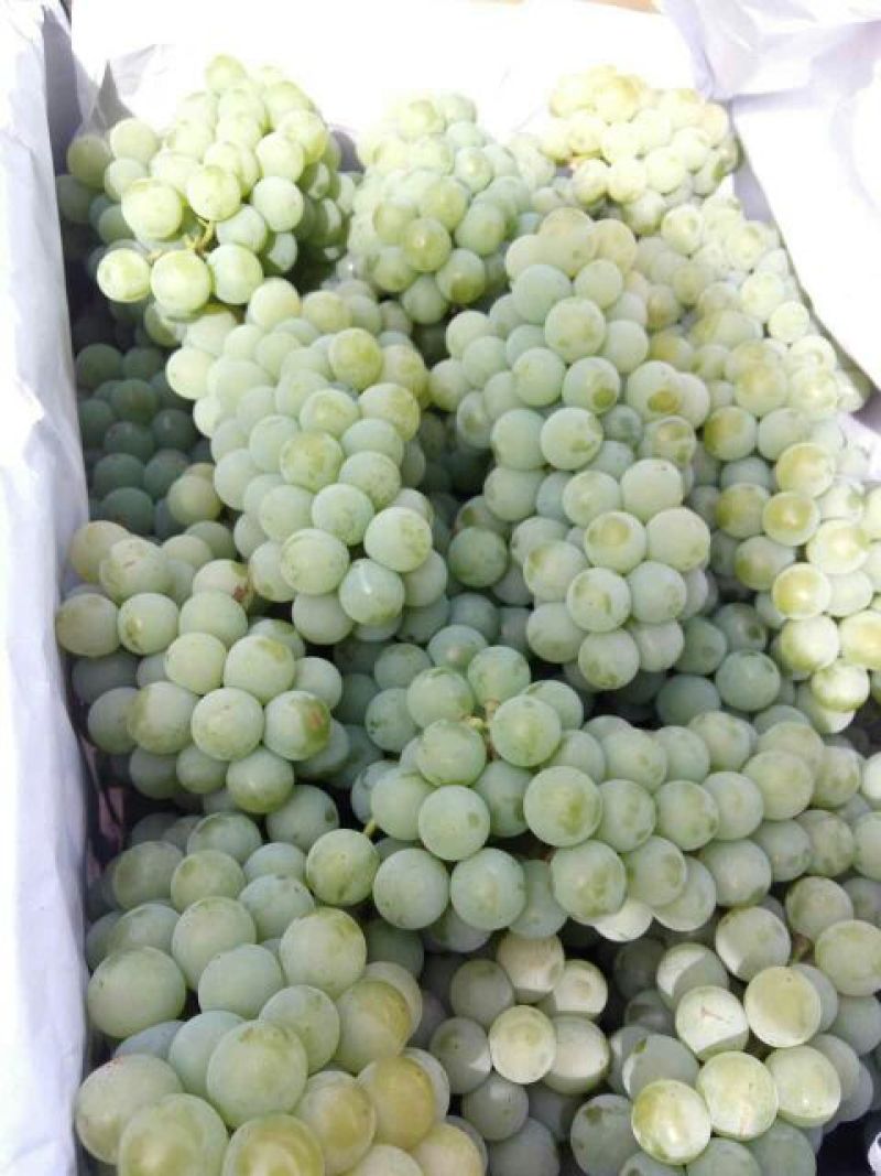 水晶葡萄0.8~1斤5%以下