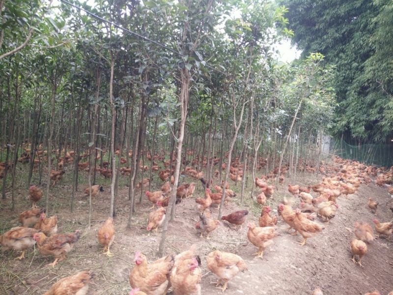 走地鸡散养土鸡6~7斤