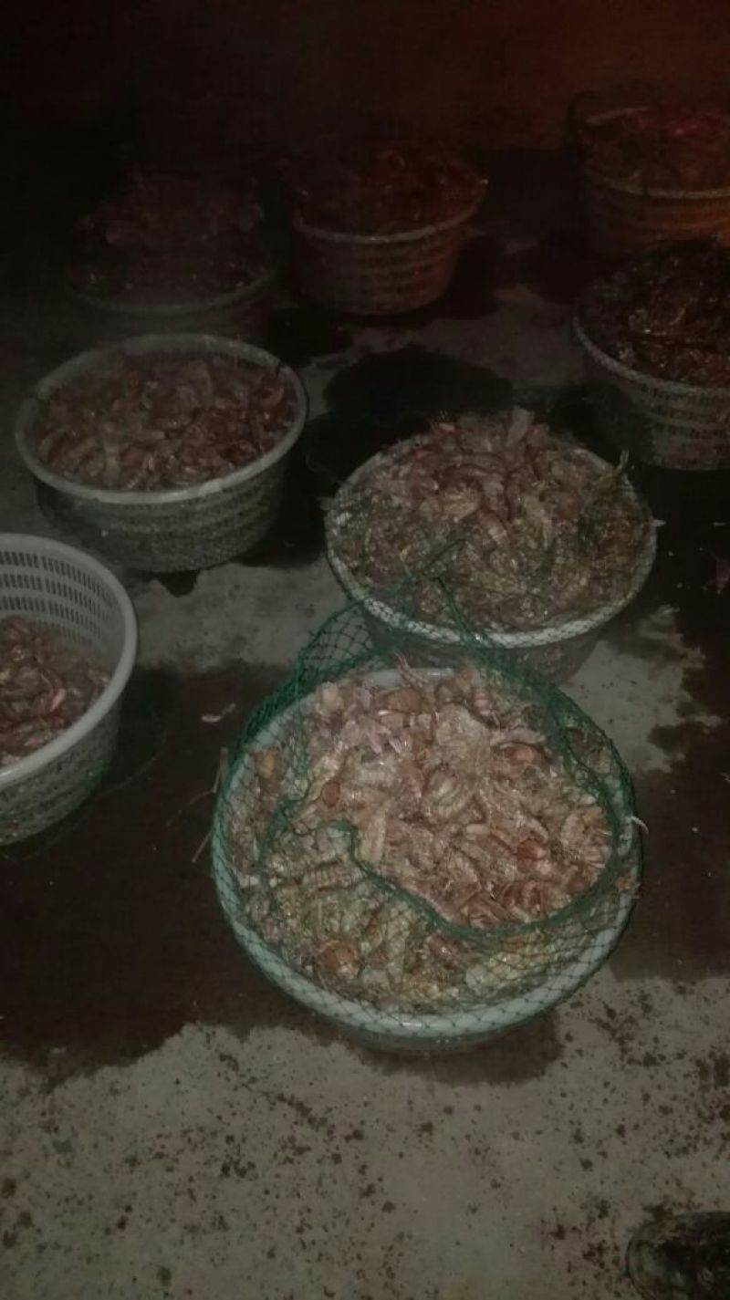 皮皮虾冻虾