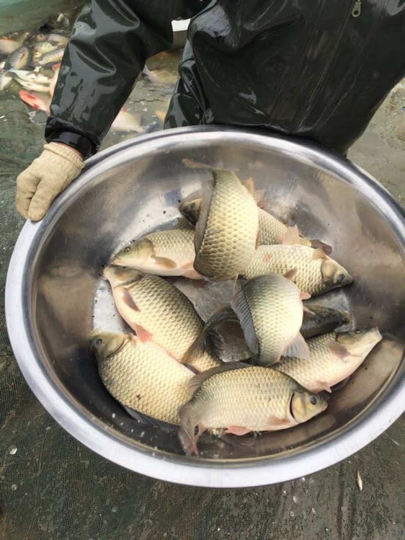 黄金鲫