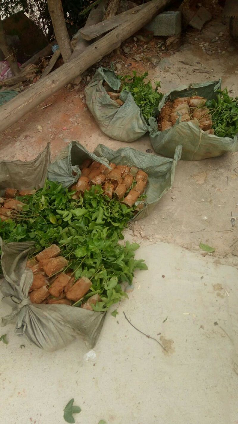 紫香1号百香果苗20~30cm