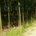 樟树2--10公分出售