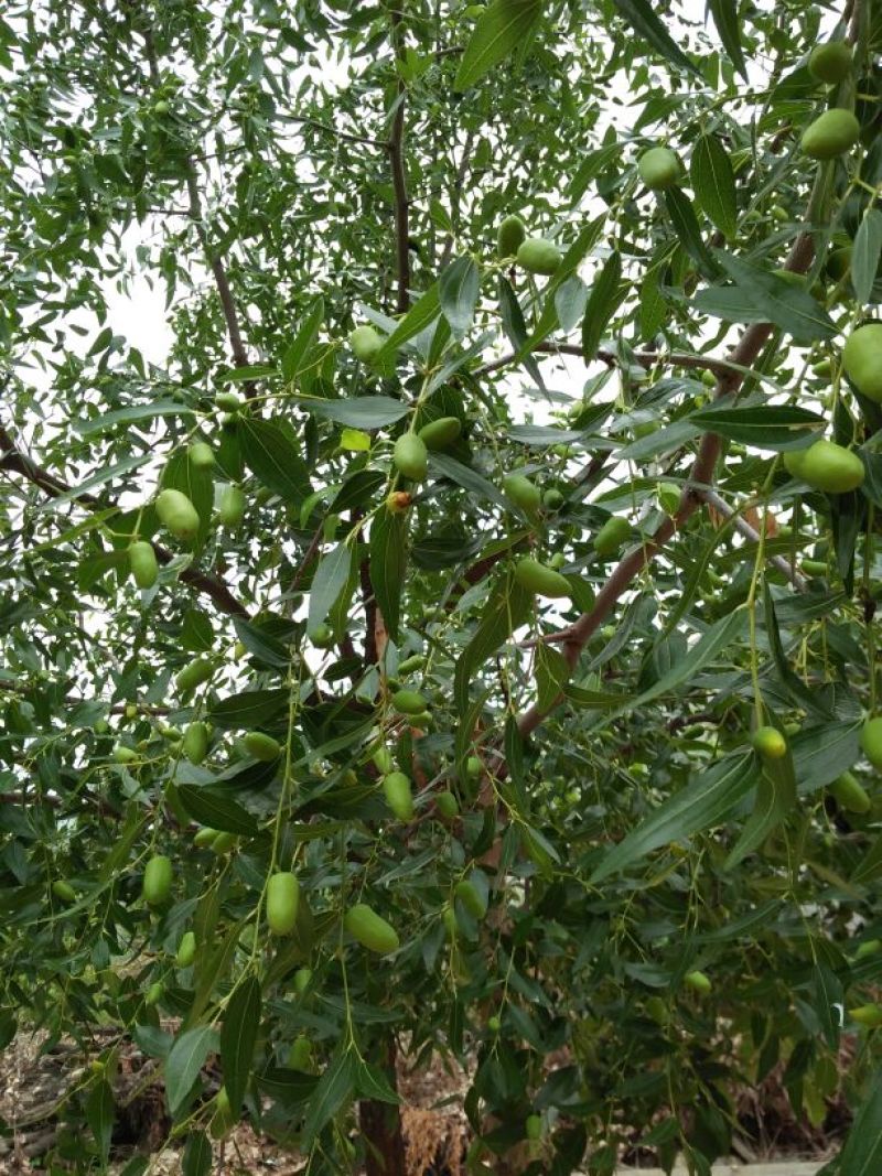 枣树苗80~110cm
