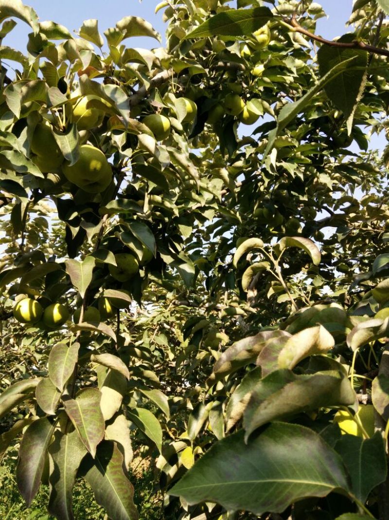 苹果梨200~250g光果