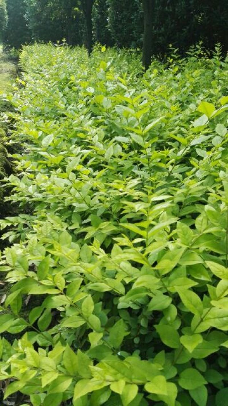 金叶女贞4cm以下