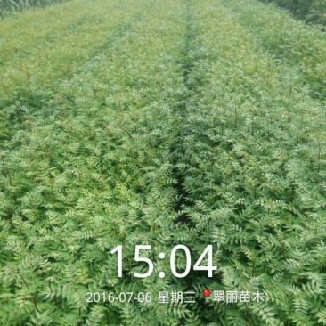 花椒苗正宗泰山大红袍花椒种苗无刺大红袍花椒种苗，九叶青花