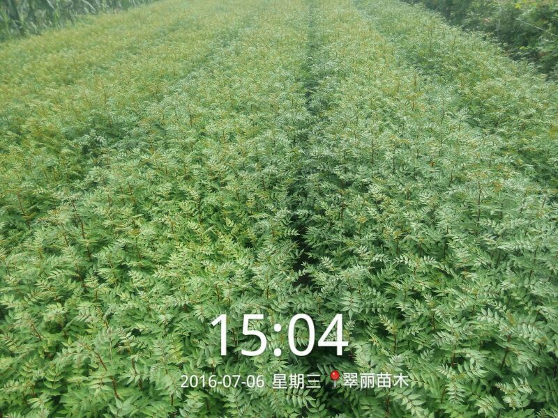 花椒苗正宗泰山大红袍花椒种苗无刺大红袍花椒种苗，九叶青花