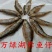 小白鱼