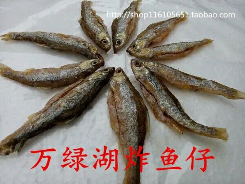 小白鱼