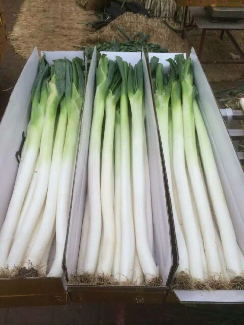 章丘大葱
