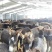 毛驴100~200斤