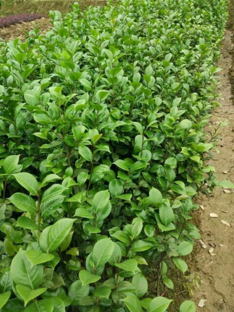 茶花树，七星茶花小苗，湖南茶花小苗，茶花球，茶花树价格