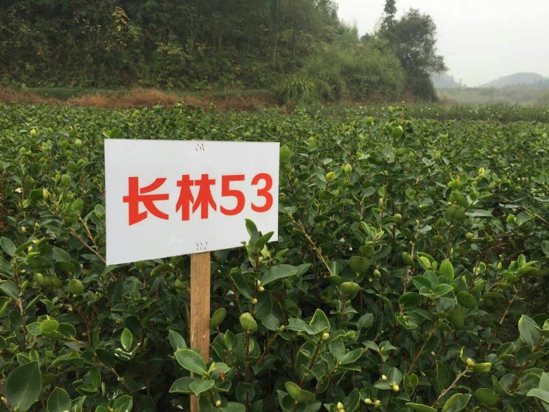 长林油茶苗10~29cm