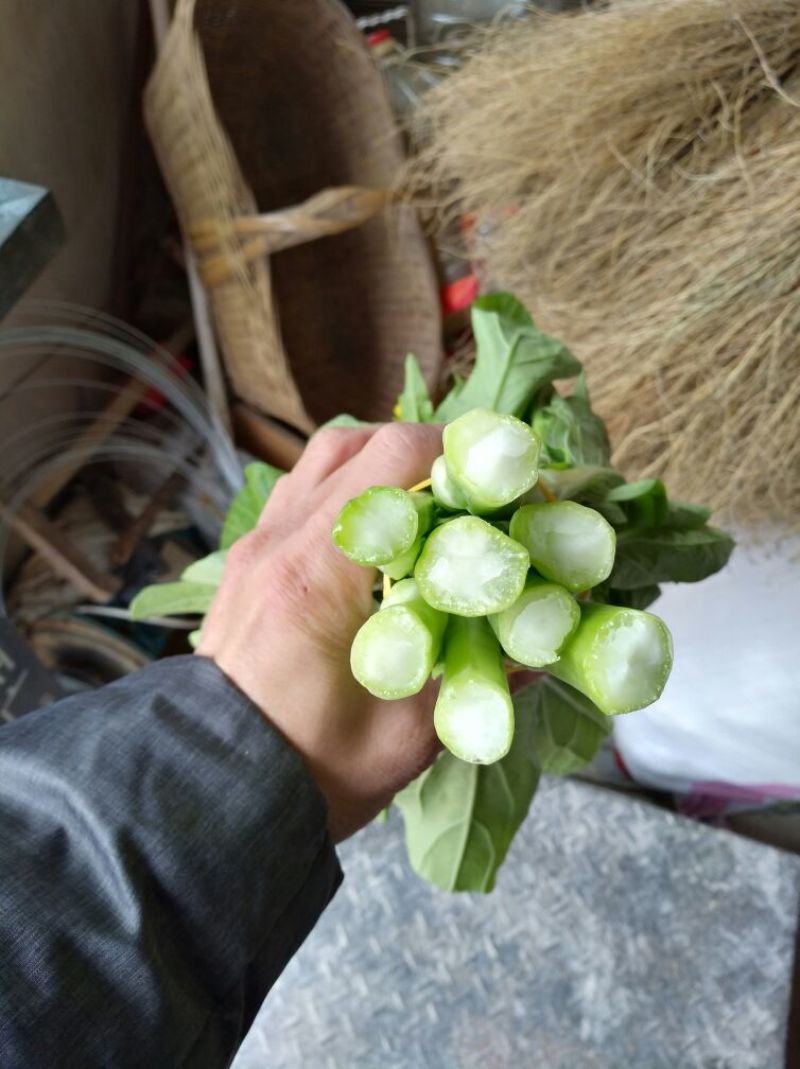 白菜苔15~20厘米