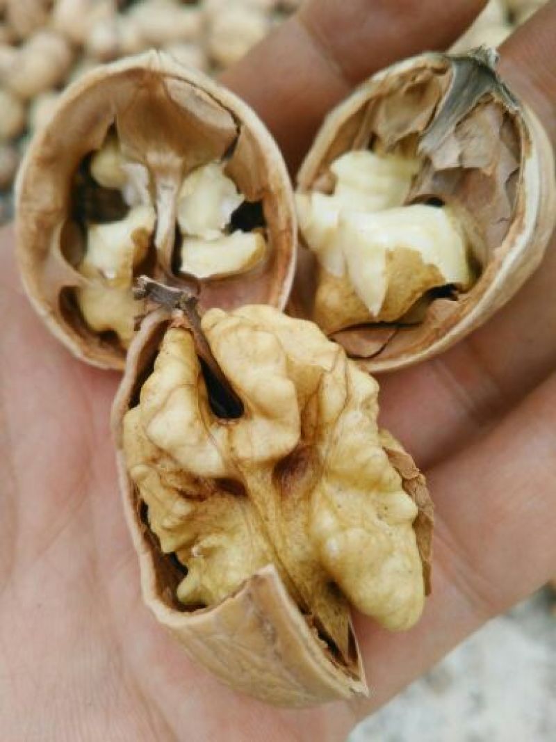 纸皮核桃30mm以上去皮