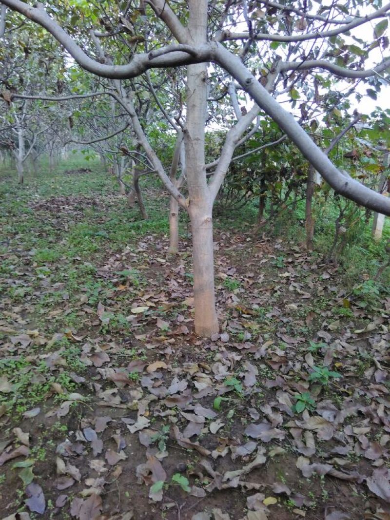 核桃树16~18cm16~18cm2.5~3米