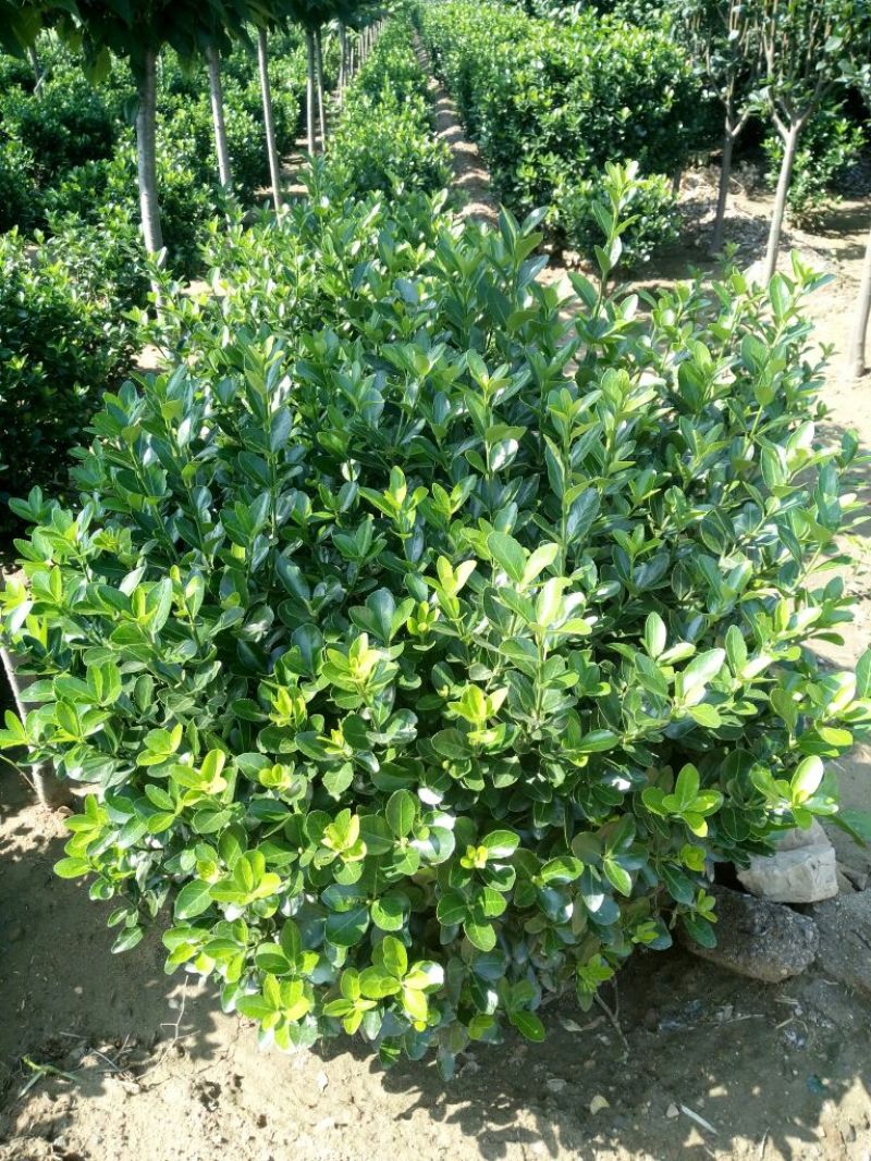 冬青苗30~40cm