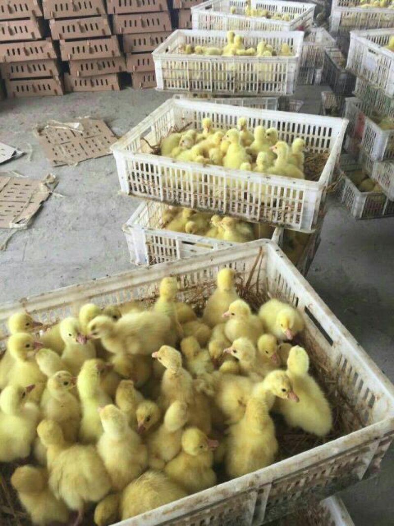 三花鹅苗250g以下