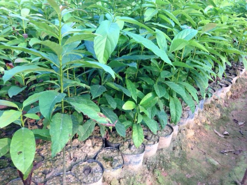 牛油果苗