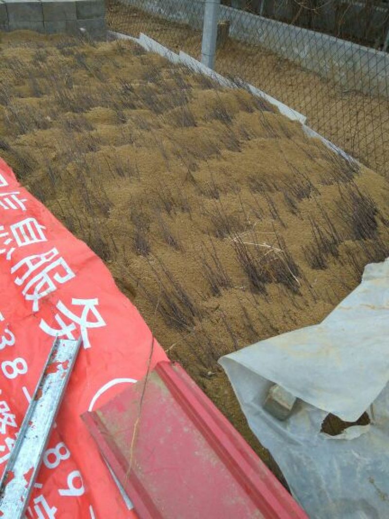 花椒苗大红袍花椒苗花椒苗基地花椒苗批发花椒苗新品种