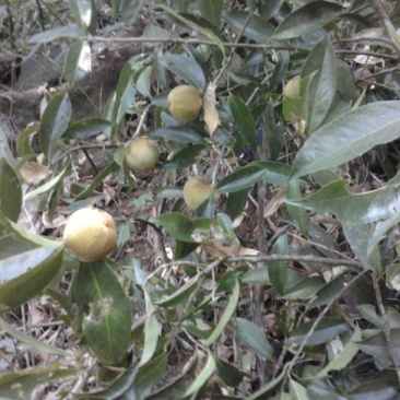 金花茶叶一级