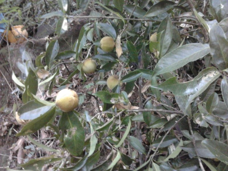 金花茶叶一级