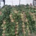 大叶菠菜20~25厘米