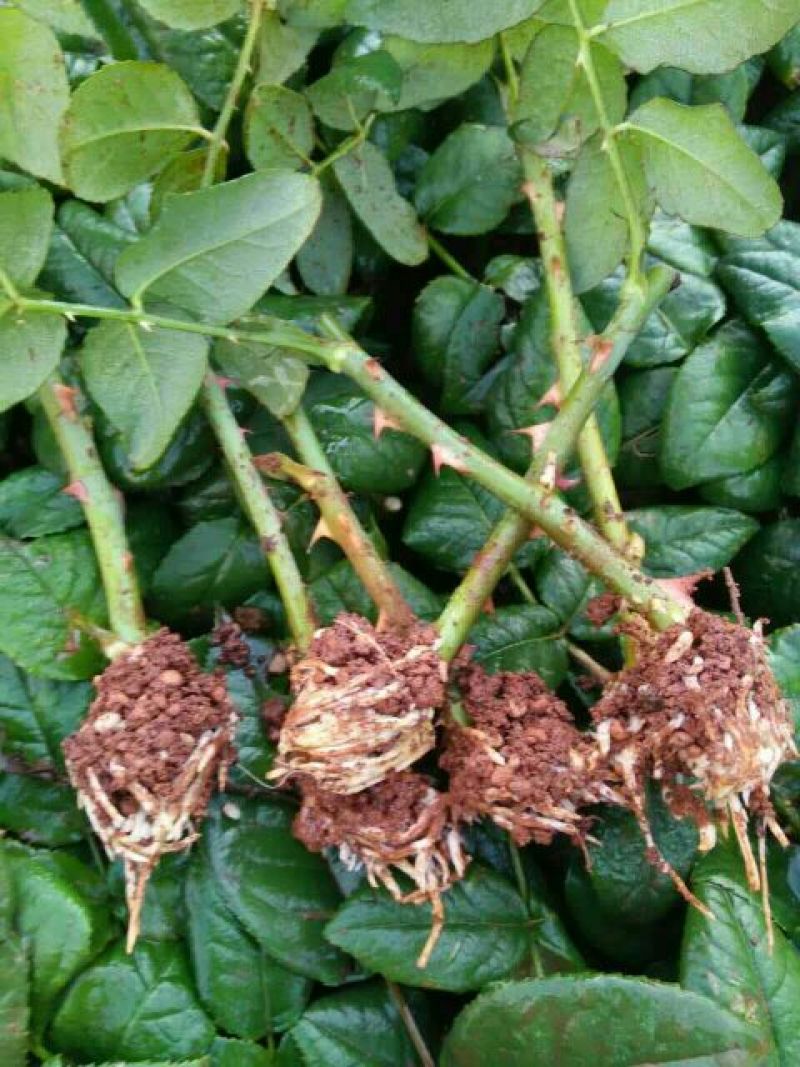 月季苗10~20cm，各种规格都有，量大从优，低价出售