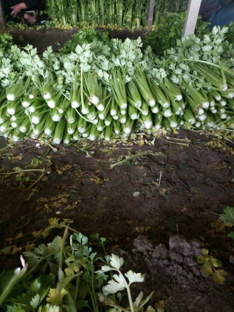 西芹