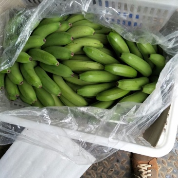 威廉斯香蕉八成熟