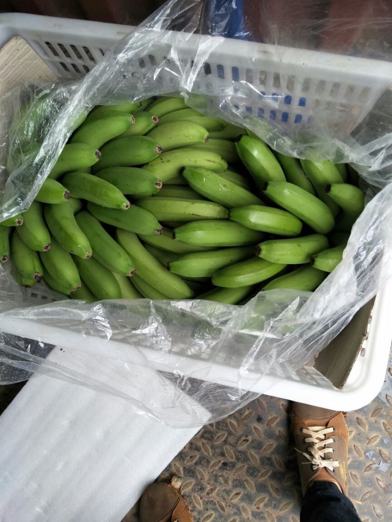 威廉斯香蕉八成熟