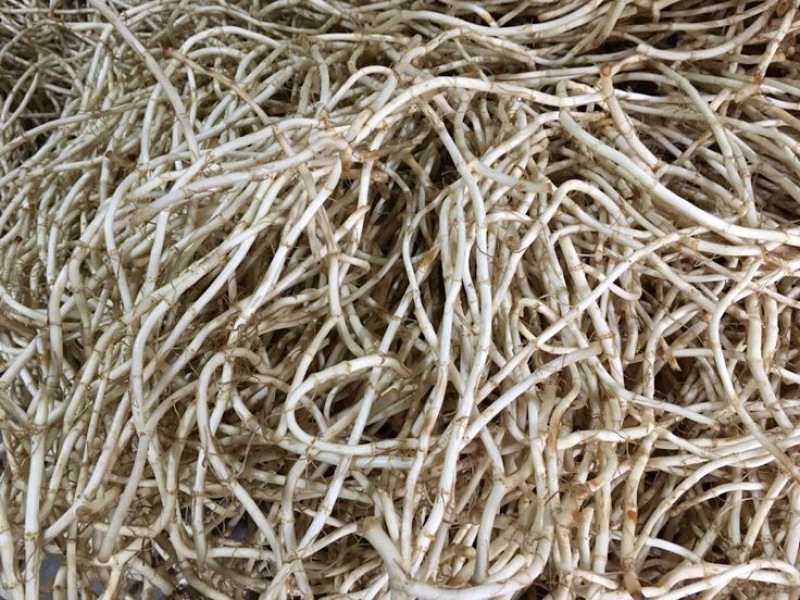 鱼腥草根