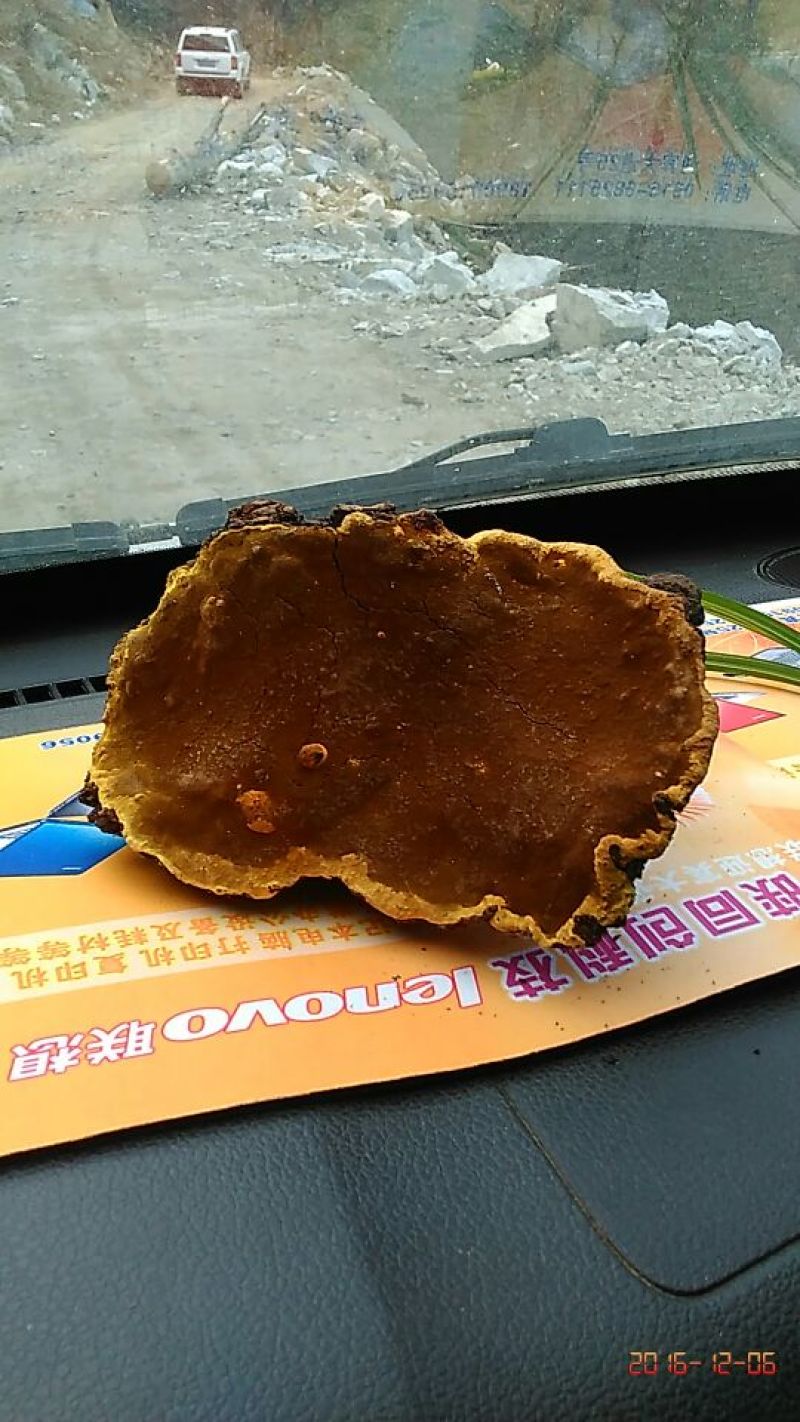 桑黄菌纯野生，无污染，质量可靠。