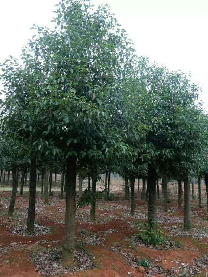 香樟12~14cm12~14cm3.5~4米