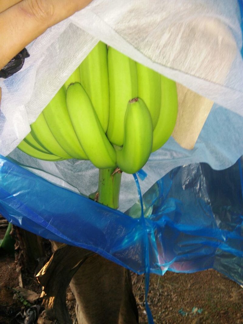 巴西香蕉七成熟