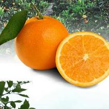精品甜橙橙子柑橘产地直销支持视频看货打款发货