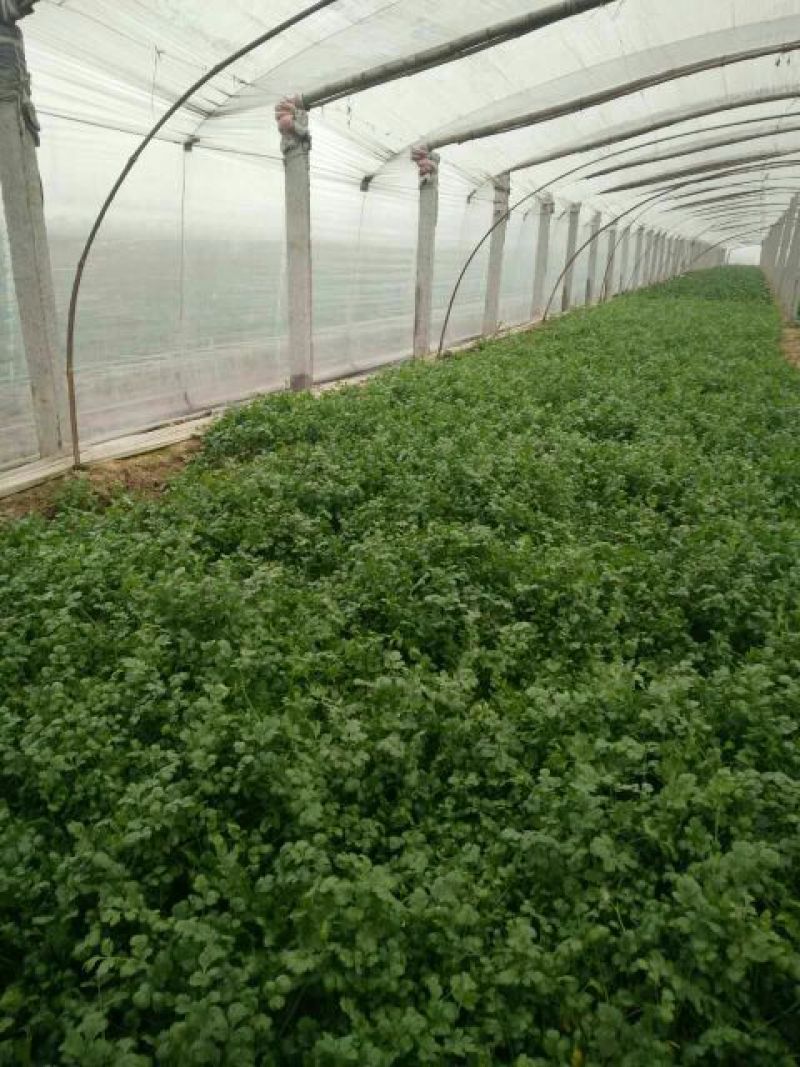越冬菠菜20~25厘米