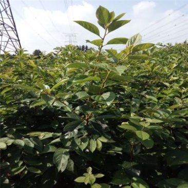 柿树6~8cm6~8cm2.5~3米