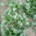 大叶菠菜15~20厘米
