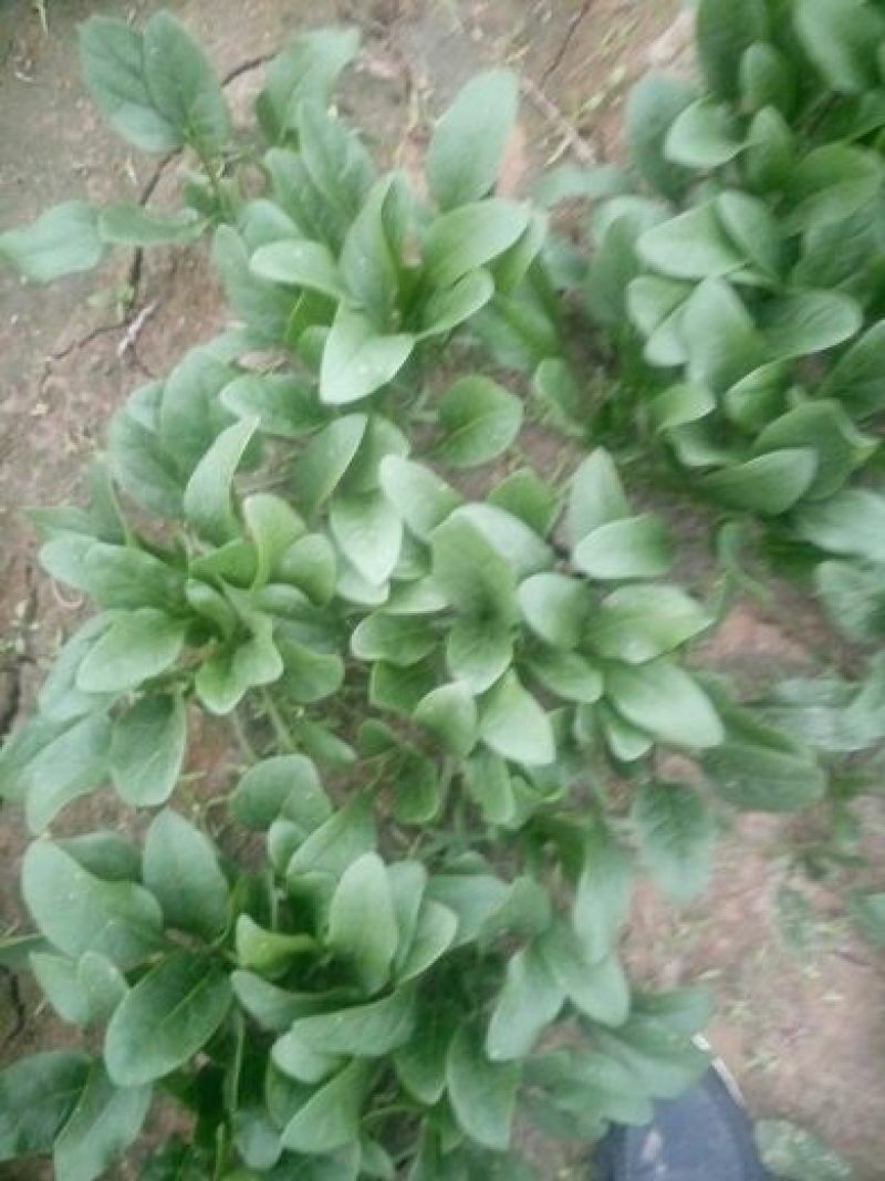 大叶菠菜15~20厘米