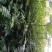 地径0.6-08cm花椒苗实生苗1~2年
